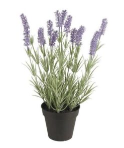 Lavendel i potte